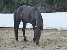 Cheval noir vu de trois quarts, tête baissée