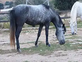 Jeune Crétois à Georgioúpoli, Grillos stables