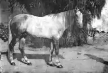 Photo d'un cheval vu de profil, en noir et blanc