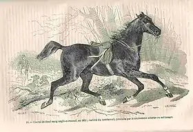 Gravure encyclopédique d'un anglo-normand demi-sang trottant sans cavalier dans la nature.