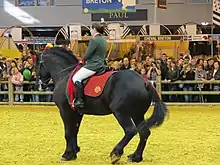 Cheval noir costaud monté à l'intérieur d'un bâtiment devant du public.