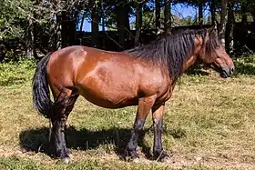 Cheval du Vercors de Barraquand à Autrans-Méaudre en Vercors en Isère.