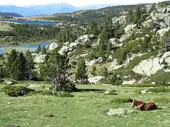 Vue d'un des lacs du Carlit.