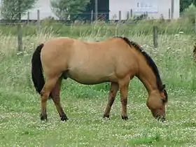 Cheval Henson dans la Somme.