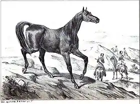 Gravure d'un cheval limousin dans le Dictionnaire d'hippiatrique et d'équitation, en 1848.