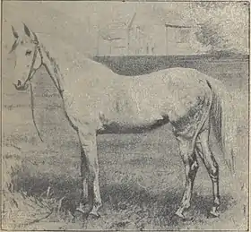 Cheval syrien d'après Paul Diffloth, Zootechnie. Races chevalines 5e edition, 1923, p. 15