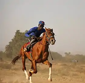 Cavalier sur un cheval marron dans la végétation