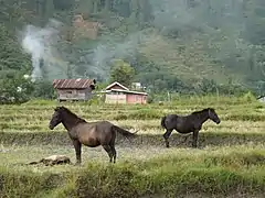 Chevaux de race Gayo dans un pré à Takengon.