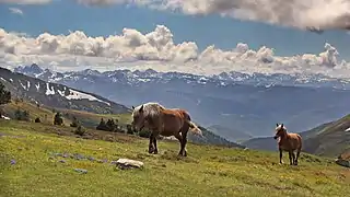 Chevaux au col de Pailhères