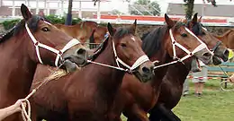 Têtes de chevaux menés ensemble, leurs mors étant reliés les uns aux autres.