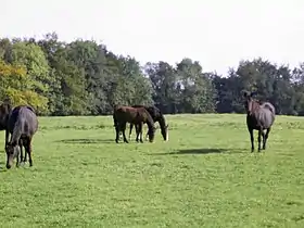 Chevaux de Barbaville, Westmeath.