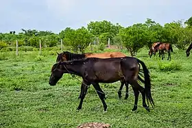 Chevaux races locales dans le ranch de Tagatatatou à Dassari (Tanguiéta)