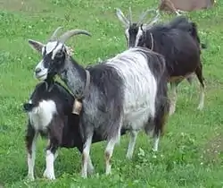 Chèvre Massif central pie gris.