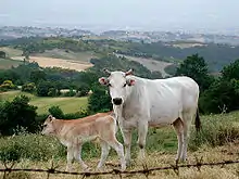 photo couleur d'une vache blanche à mufle noir et son veau couleur froment en plein air.