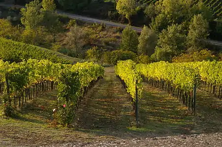 Vignoble de la région du chianti