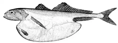 Chiasmodon niger (Chiasmodontidae).