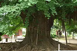 Vieux ginkgo du temple de Chiba, Japon