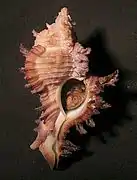 Chicoreus mergus