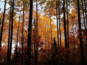 Forêt du parc Rivière-du-Moulin durant l'automne à Chicoutimi