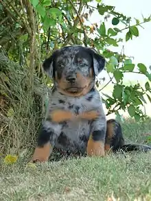 Chiot beauceron de face, arlequin