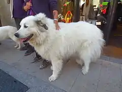 Chien de montagne des Pyrénées.