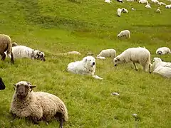 Chien de montagne des Pyrénées au milieu des moutons.