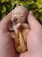 Chiot Chihuahua