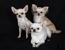 Chihuahuas à poil long, et court selon la race