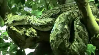 Ménagerie du jardin des plantes Paris/France