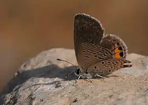 Description de l'image Chilades trochylus - Grass Jewel butterfly 01.jpg.