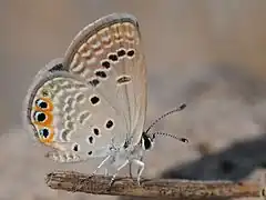 Description de l'image Chilades trochylus - Grass Jewel butterfly 02.jpg.
