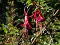 Fuchsia magellanica. Île de Chiloé.