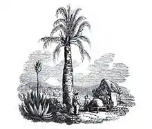 Gravure ancienne montrant un palmier du Chili près d'une hutte et deux paysans au pied du palmier. Un cactus en fleur sur la gauche de la gravure.