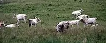 photo d'un troupeau prise de loin, dans une prairie