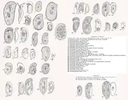 Chilodonella (45 dessins)(d'après A. Kahl).