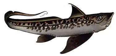 Chimaera monstrosa (dessin de 1797).