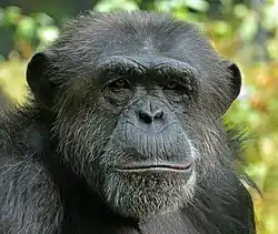 Image illustrative de l’article Le Pape des chimpanzés