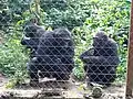 Chimpanzés