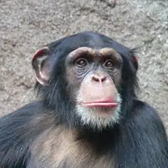 Un chimpanzé