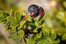 Deux insectes identiques à carapace rouge et noire investissent une belle baie.