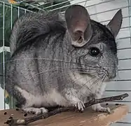 Un chinchilla en cage