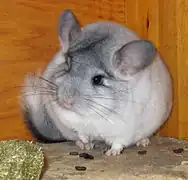 Chinchilla « Silver Mosaic  »