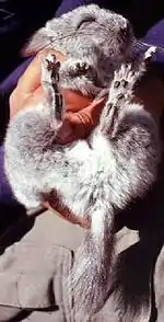 Un chinchilla gris tenu le ventre en l'air