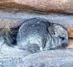 Un chinchilla dans des rochers