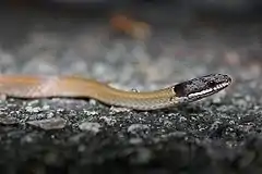 Description de l'image Chinese Mountain Snake (Sibynophis chinensis) 黑頭劍蛇4.jpg.