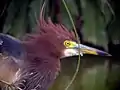 Tête de crabier chinois, plumage nuptial