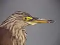 Tête de crabier chinois, plumage inter-nuptial