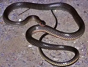 Description de l'image Chinese Rat-snake (Ptyas korros) (7801682640).jpg.