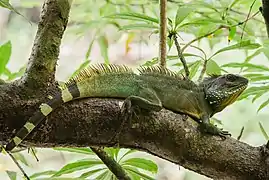 Dragon d'eau vert(Physignathus cocincinus)