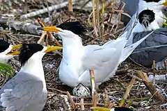 Description de l'image Chinese_crested_tern_colony.jpg.